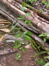 Image result for Hymenaea