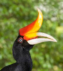 Bird With Big Eyes Name 15 Birds With Unbelievable Beaks Bird Breeds Most Beautiful Birds Pet Birds
