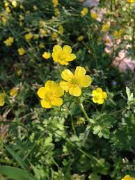Bulbous Buttercup Ranunculus Bulbosus This Appears To Be One Of Many Perennial Plants Called Buttercup In This Case A B Perennial Plants Plants Perennials