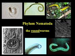We did not find results for: The Ecdysozoa The Ecdysozoa Include The Following Phyla Arthropoda Onychophora Tardigrada Kinorhyncha Priapulida Loricifera Nematoda And Nematomorpha Ppt Video Online Download