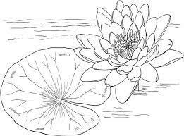 You'll also like these coloring pages of the gallery flowers and vegetation. Nymphaea Mexicana And Lily Pad Coloring Page Color Luna Flower Coloring Pages Lily Pads Drawings