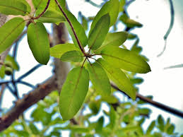 Image result for Ficus sansibarica