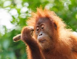 Here's how to shop palm oil free although palm oil is said to be found in 50% of supermarket products, we're still unfamiliar with seeing the term 'palm oil' on the ingredients list. Sustainable Palm Oil A Complex Issue Food Beverage Industry News