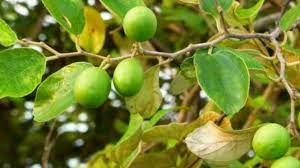 We did not find results for: Manfaat Daun Bidara Untuk Meruqyah Rumah