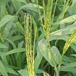 Image result for Digitaria brazzae