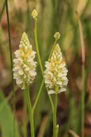 Image result for Polygalaceae