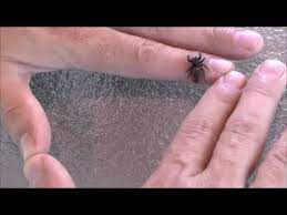 Check spelling or type a new query. Red Back Jumping Spider Youtube