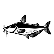 Draw and label a catfish. Catfish Royalty Free Stock Illustrations And Vectors Stocklib