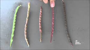 Check spelling or type a new query. Solved How To Freeze Purple Hull Peas How Co