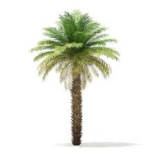 We did not find results for: Date Palm Tree 3d Model 7m