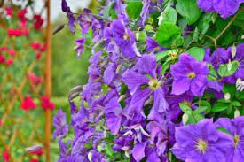 Hardy Vine Plants Tips On Growing Vines In Zone 7 Landscapes Climbing Flowers Winter Plants Plants