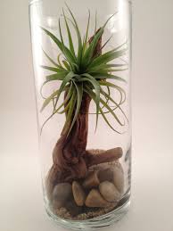 Airplant Terrarium Kit Tillandsia Terrarium Kit Airplant Terrarium Air Plant Terrarium Air Plants Plant In Glass