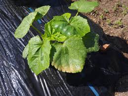 オクラ 葉っぱが茶色い 丸い虫食い穴 空と花の家庭菜園ブログ