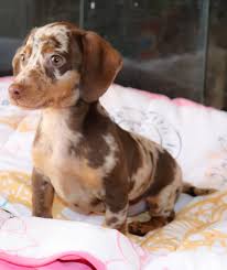 Dedicated dachshund breeder for over 14 years. Dachshund Puppies For Sale Kinston Nc 294773 Petzlover