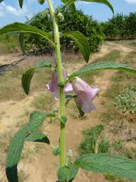 Image result for Sesamum radiatum