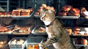 Image result for lolcats