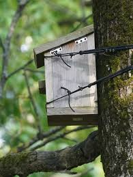 Image result for Flyte Blackbird Nest Box