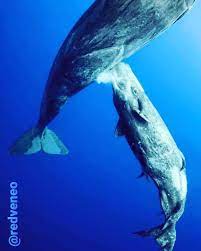 Ballena amamantando a su cría