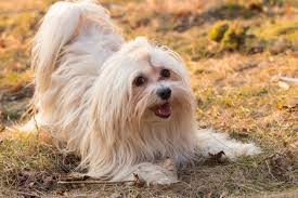 Was Kostet Ein Havaneser Derhavaneser De Havaneser Tierheim Hunde Hundeshampoo