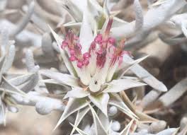 Image result for Macledium sessiliflorum