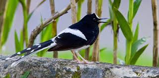 Karena, jika salah membeli burung kacer yang tidak berkualitas, ketika di pelihara nantinya tidak akan bagus ,yang bisa mendatangkan kerugian, secara. 20 Jenis Burung Peliharaa Yang Bisa Anda Pelihara Di Rumah Haipedia Com