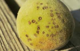 We did not find results for: Peach Tree Diseases How To Treat Them Lawnstarter