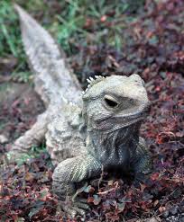 Image result for Leptaulus