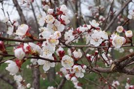 Image result for Prunus armeniaca