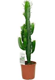 Image result for Euphorbia epicyparissias