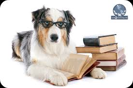 Maybe you would like to learn more about one of these? Being Prepared Archives Page 2 Of 4 Paragon School Of Pet Grooming