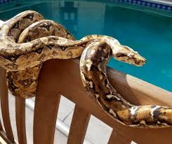 Imperator insular boas, with females topping out around 1.5 meters (4.9 feet). Boa Species Subspecies Reptifiles Llc Red Tailed Boa Care Guide