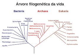 Em 1979, whittaker apresentou uma versão modificada do seu sistema de classificação. Biologia 11Âº