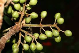 Image result for Burseraceae