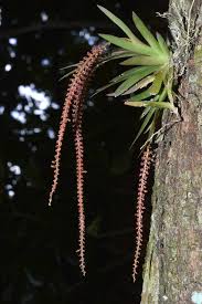 Image result for Oberonia