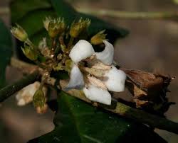 Image result for Heinsenia