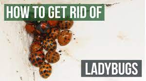 How To Get Rid Of Ladybugs 4 Easy Steps Youtube