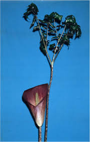 Image result for Anchomanes