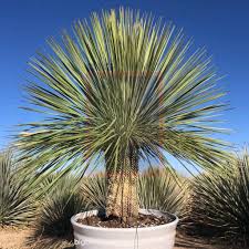 Image result for Yucca