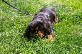 Reasons Why Puppies Eat Everything And How To Stop It