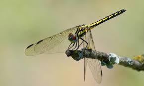 Image result for Tridactyle tricuspis