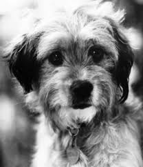 Maybe you would like to learn more about one of these? Famous Dogs In History Higgins From Shelter Dog To Beloved Benji