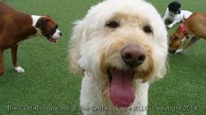 D&J Dent Removal, 2202 Cornell Ave, Montgomery, IL 60538, US