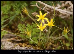 Image result for Gnidia chrysantha