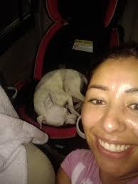 What are some good dog parks or dog-friendly areas in Spring Hill, Florida?