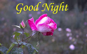 Free Download Beautiful Collection Of Hd Good Night Flowers Images Good Night Pictures With Flowers I Good Night Flowers Good Night Image Good Night Beautiful