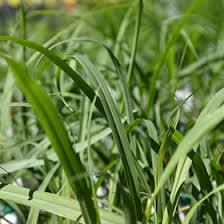 Image result for Cymbopogon