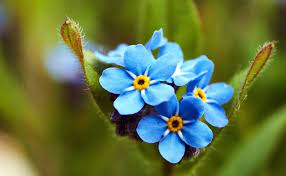 The flower is considered a symbol of friendship and remembrance. Vergissmeinnicht Tipps Zum Kaufen Pflanzen Pflegen