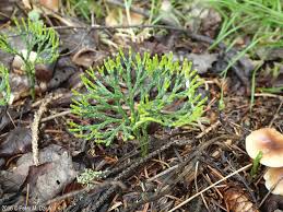 Image result for Trisetopsis milanjianum