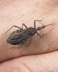 Black Beetle Stink Bug Pin On So True