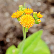 Image result for Emilia coccinea